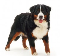 Boyero de Berna